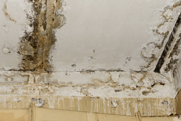 Best Mold Damage Restoration  in Ruthers, CA