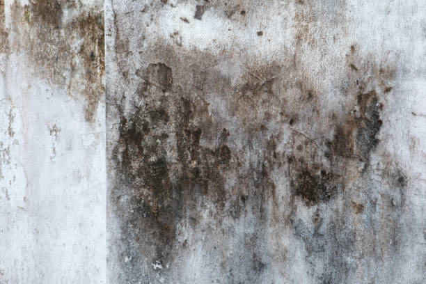 Best Post-Construction Mold Inspection  in Ruthers, CA