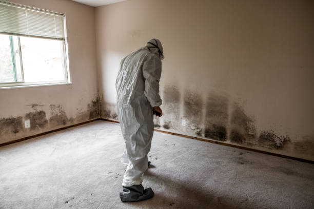Best Mold Prevention Services  in Ruthers, CA